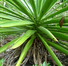 Agave decipiens