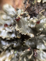 Peltigera collina