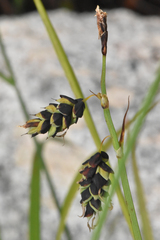 Carex pluriflora