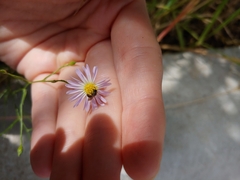Anthophila