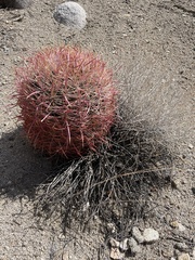 Ferocactus cylindraceus