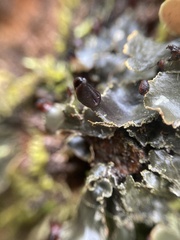 Peltigera collina
