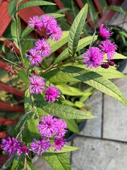 Vernonia noveboracensis