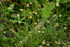 Tridax coronopifolia