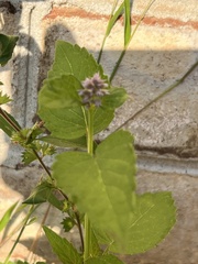 Agastache foeniculum