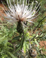 Cirsium arizonicum
