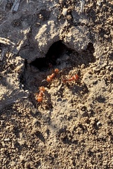 Pogonomyrmex barbatus