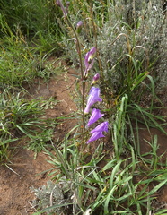 Penstemon comarrhenus