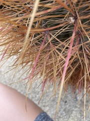 Ferocactus cylindraceus