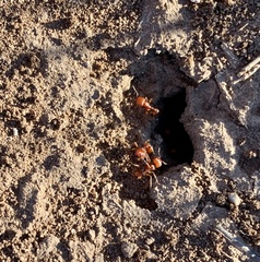 Pogonomyrmex barbatus