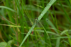 Erpetogomphus