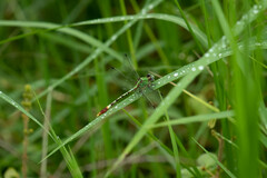 Erpetogomphus
