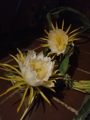 Selenicereus grandiflorus