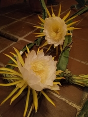 Selenicereus grandiflorus