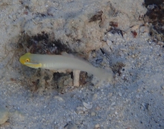 Valenciennea strigata