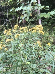 Euthamia graminifolia