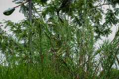 Phragmites vallatoria