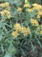 Euthamia graminifolia