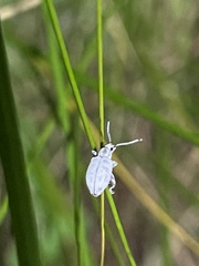 Myllocerus undecimpustulatus