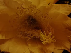 Selenicereus grandiflorus