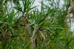 Phragmites vallatoria