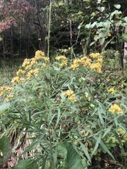 Euthamia graminifolia