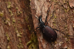 Scaphinotus angusticollis