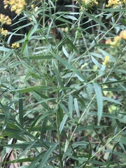 Euthamia graminifolia