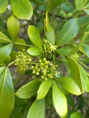 Pseudopanax lessonii