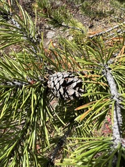 Pinus contorta