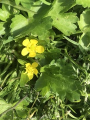 Ranunculus muricatus