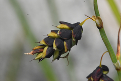 Carex pluriflora