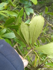 Pseudopanax lessonii