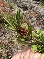 Pinus contorta
