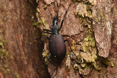 Scaphinotus angusticollis