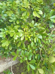 Pseudopanax lessonii