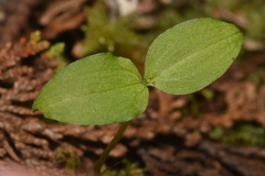 Neottia banksiana