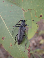 Pachydissus