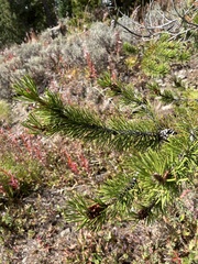 Pinus contorta