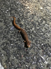 Hemidactylium scutatum