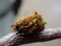 Ulota obtusiuscula