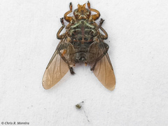 Hippoboscoidea