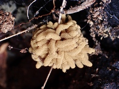 Arcyria obvelata