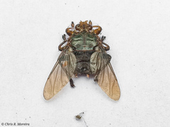 Hippoboscoidea