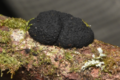 Jackrogersella multiformis