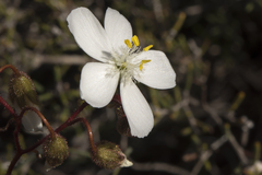 Drosera macrantha