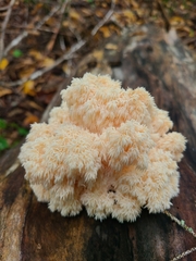 Hericium americanum
