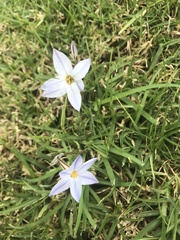 Ipheion uniflorum