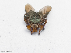 Hippoboscoidea