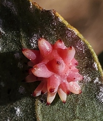 Cynips quercusechinus